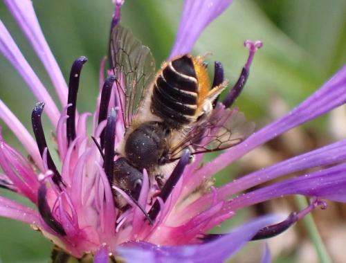 Megachile centuncularis